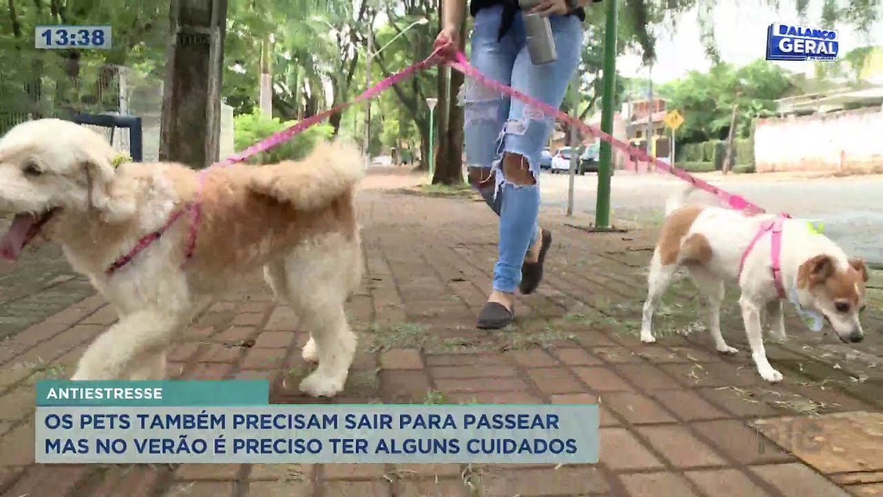 Cuidados ao passear os pets na rua neste verão RIC br