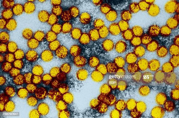 vírus febre amarela