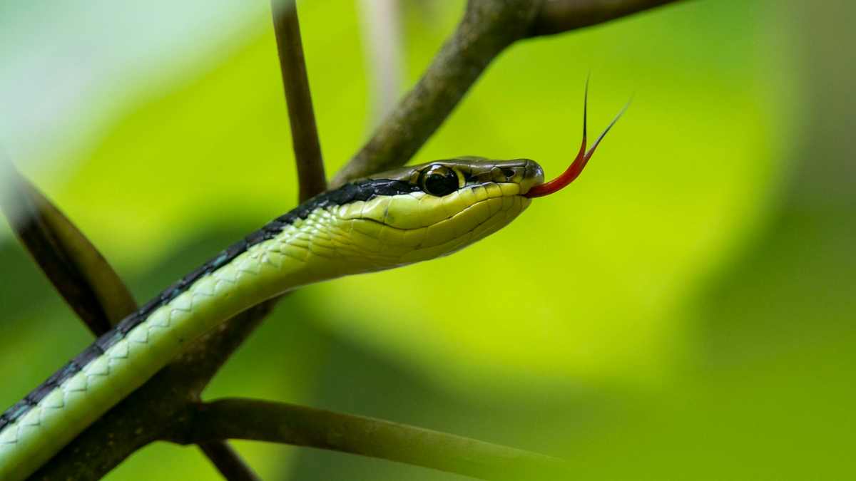 matar cobra 