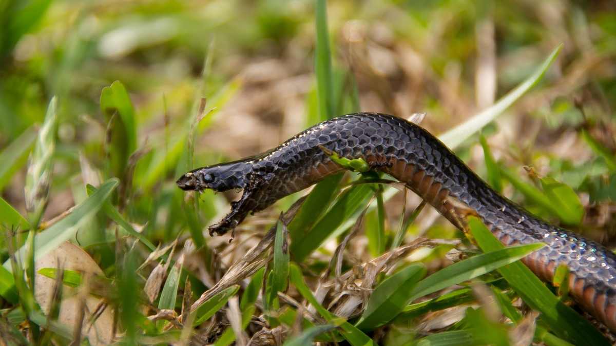 sonhar que foi mordido por cobra 