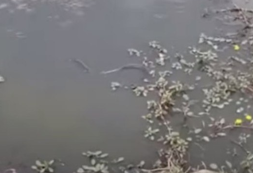 poca-d-agua-dezenas-serpentes-agressivas