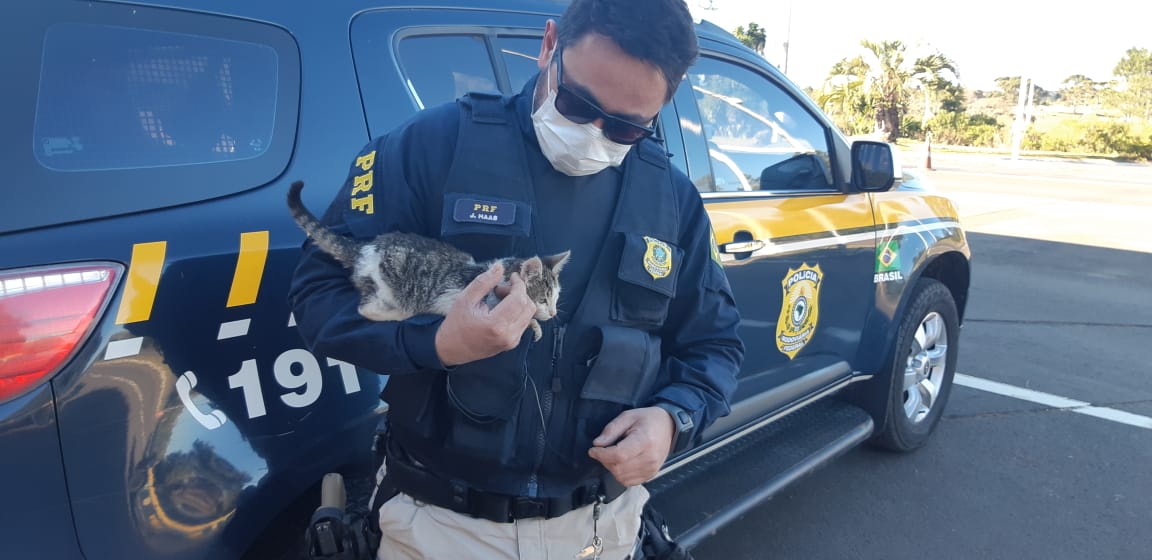 Homem joga filhotes de gato no meio da rua e Polícia Civil de RR investiga  abandono; VÍDEO, Roraima