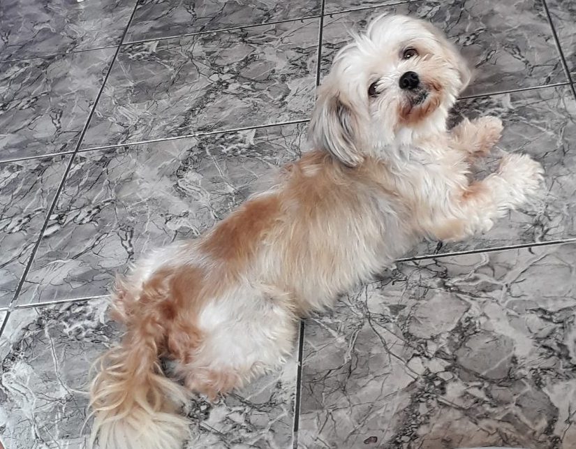 Cacau: cachorrinha da raça lhasa desaparece na Cidade Industrial