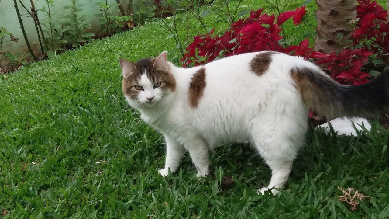 Keyko gata desaparecida no Uberaba