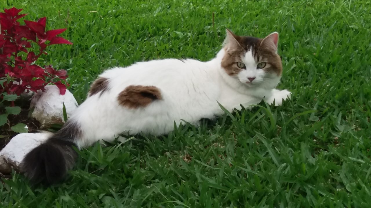  Keyko gata desaparecida no Uberaba 