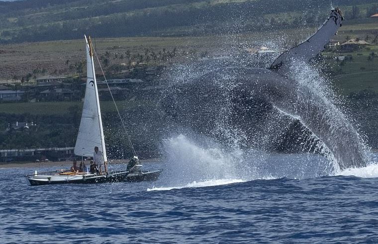 baleia-jubarte-salta-esmaga-barco