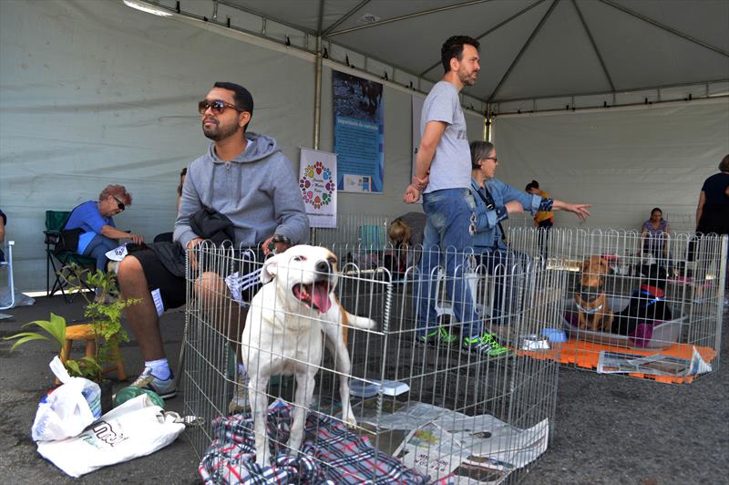  adoção de animais e identificação gratuita 