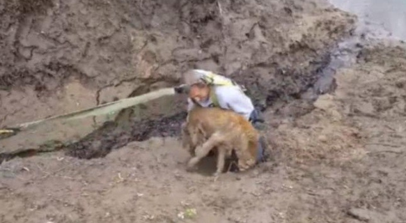 Alguns cães se jogaram da ponte recentemente (Foto: reprodução R7 e Neatorama)