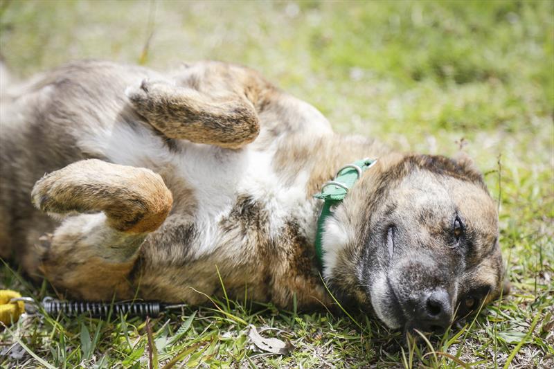  Animais resgatados em Curitiba 