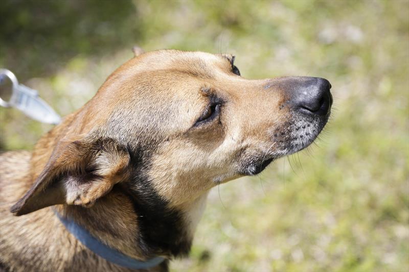 Animais resgatados pela prefeitura de curitiba