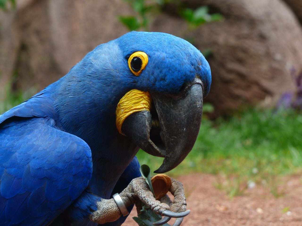 arara-azul-em-ameaca-de-extincao-conheca-mais