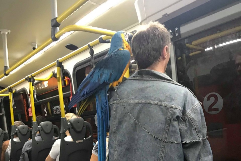  arara no onibus 