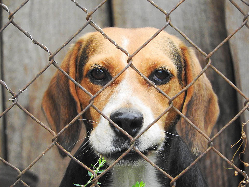  Feira de adoção de animais em Guaratuba acontecerá durante três finais de semana 