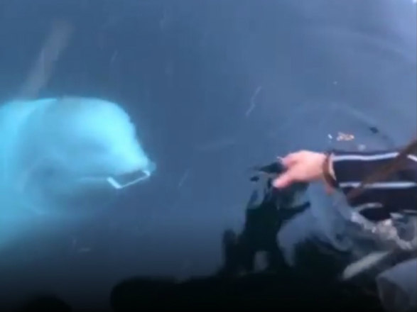  TTurista derruba celular no mar e baleia a surpreende ao devolver aparelho. (Foto: reprodução vídeo das redes sociais) 