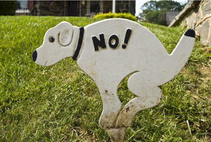 bomba de coco de cachorro