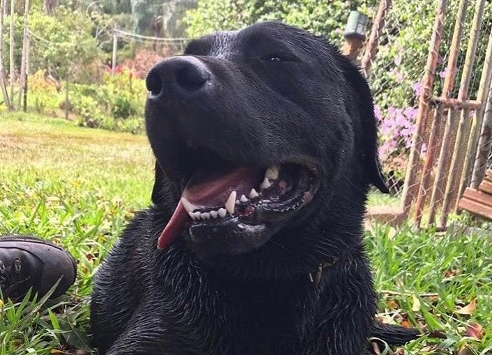  O cão que ajudou nas buscas em Brumadinho morreu em Santa Catarina. 