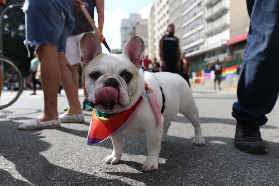 Cãominhada Jovem Pan Curitiba