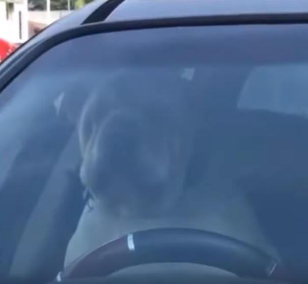  Cachorro deixado carro aperta buzina 