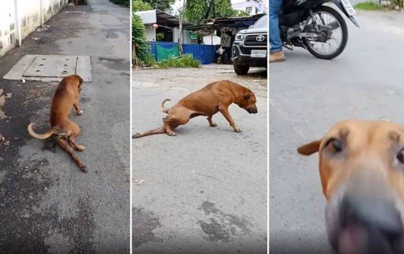  Cachorro finge ter pata quebrada 