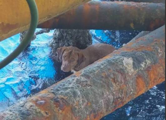  Cachorro nada 220 quilômetros para se salvar. (Foto: reprodução Facebook Visisak Payalaw) 