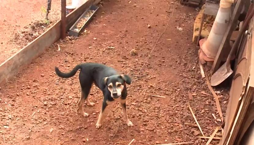 cachorro maringá