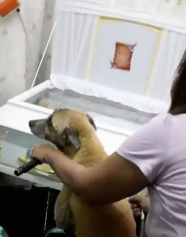  Cachorro recusa sair perto caixão 