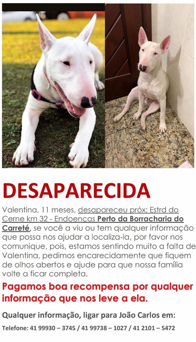 cadela bull terrier desaparecida