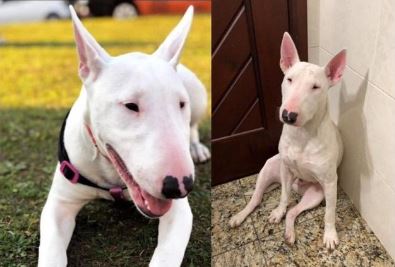  cadela-da-raça-Bull-terrier-desaparecida 