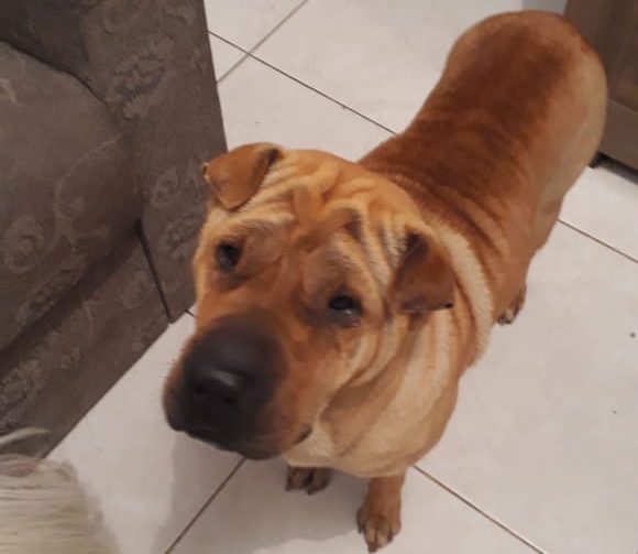 Cadela de dois anos é furtada em Curitiba