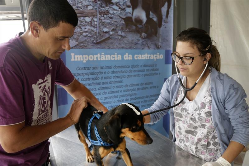 cães castração