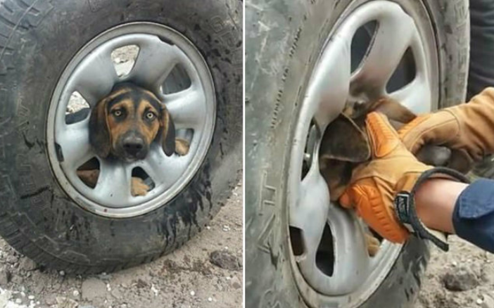  cão preso em roda de carro 