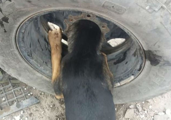 cão preso roda