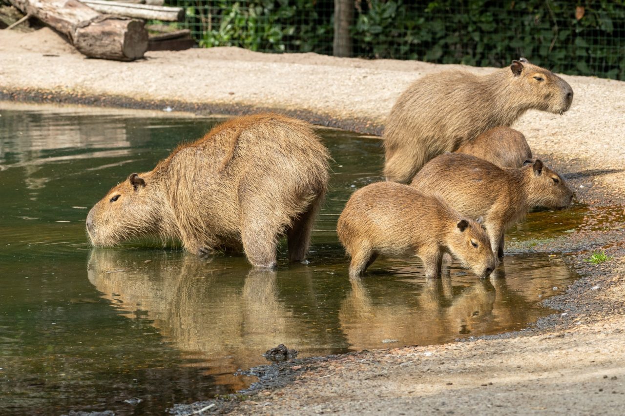 conheca-sobre-os-habitos-da-capivara-comum-em-curitiba