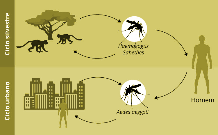 transmissão-febre-amarela