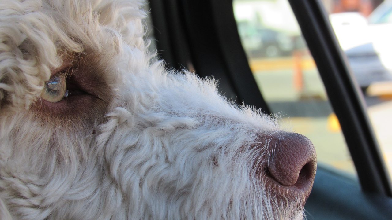  Cinto de segurança para cachorro 