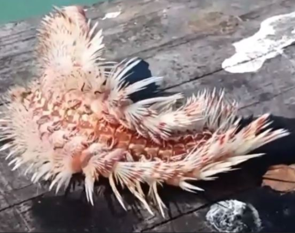 criatura espinhos mar assustadora