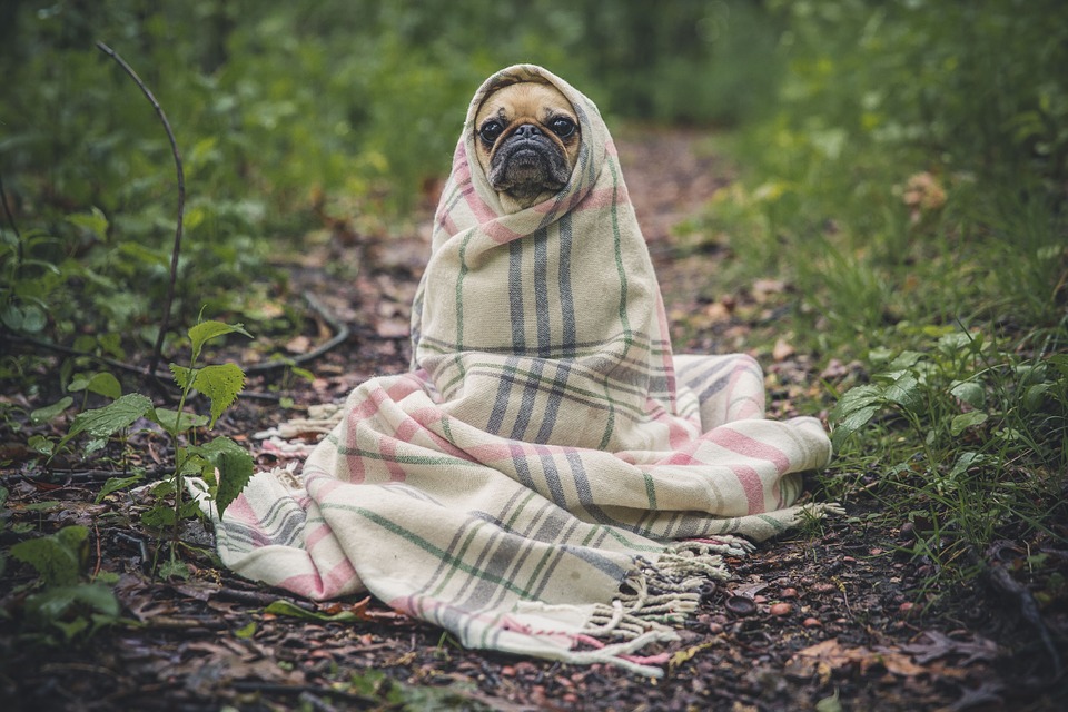 Cuidados com os animais no inverno,