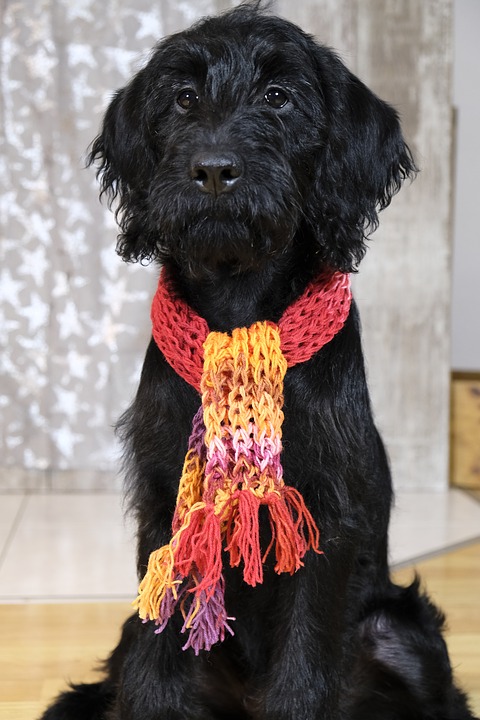 Cuidados com os animais no inverno.