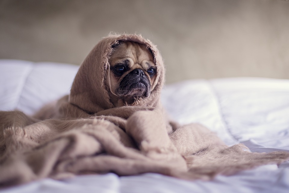  Cuidados com os animais no inverno 