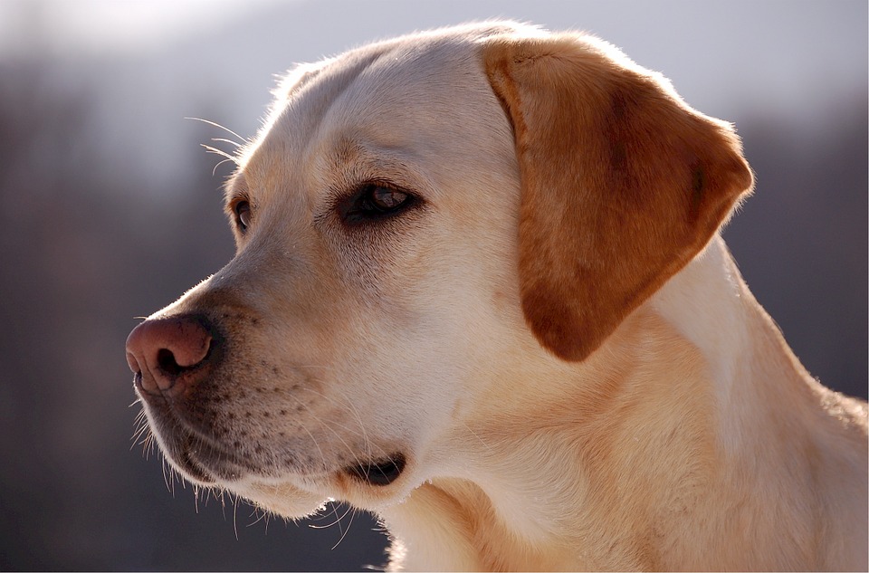  Delegado mata labrador 