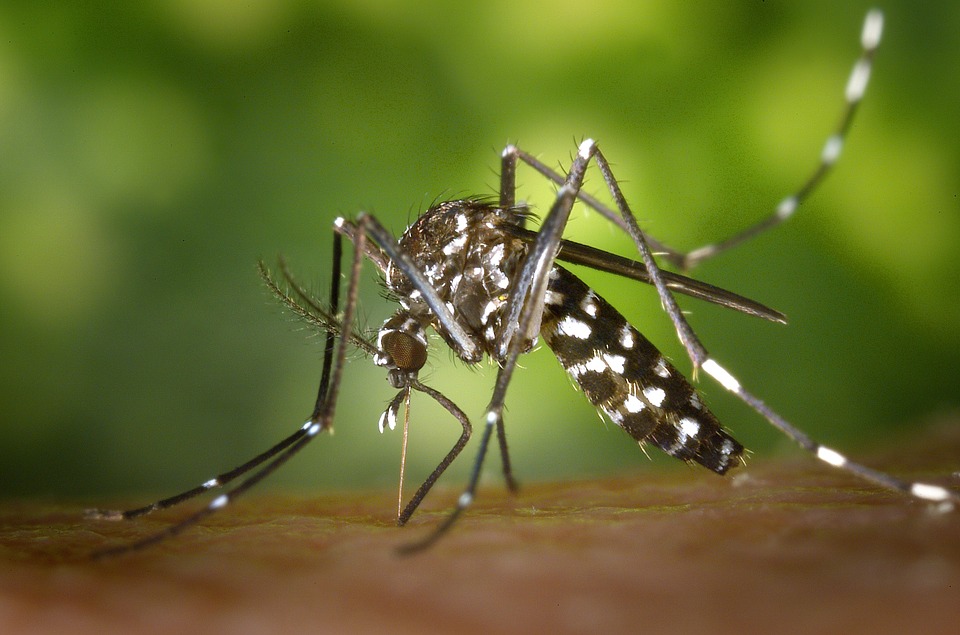  Dengue Quatro Pontes 