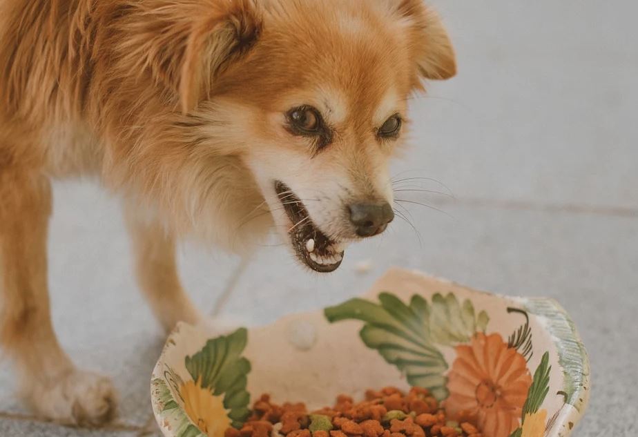 doação cachorro curitiba