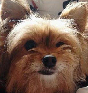  Meiguinha: cadela de 15 anos está desaparecida desde o dia 31 