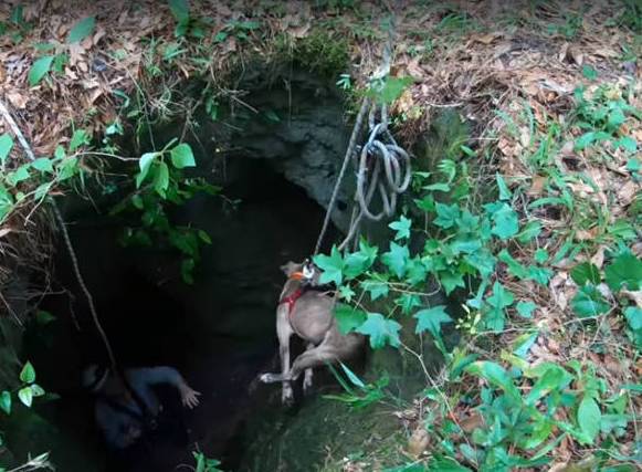  Filhote de cachorro cai em buraco 