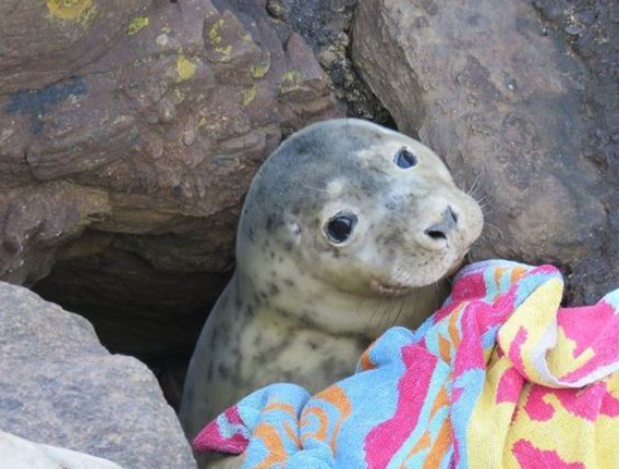  foca presa entre rochas 