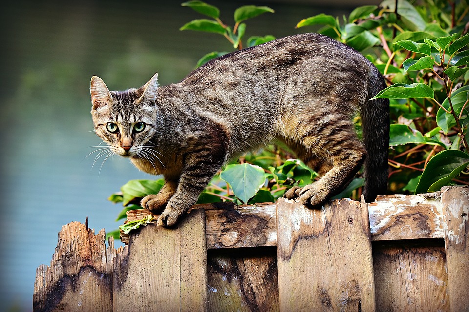 gato comer cadáver