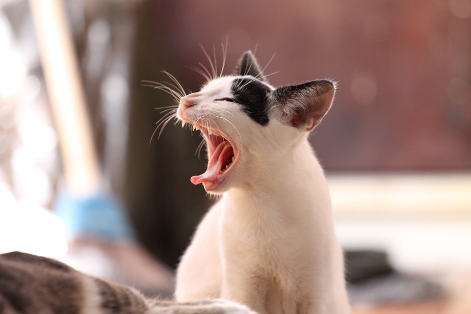  gatos comer cadáver dono 