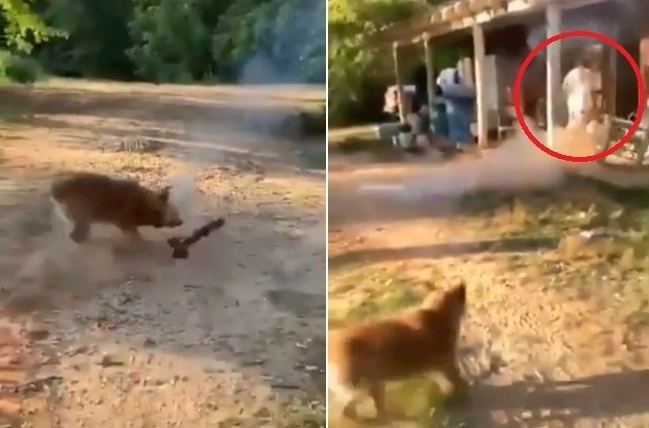  homem acende explosivo cachorro 