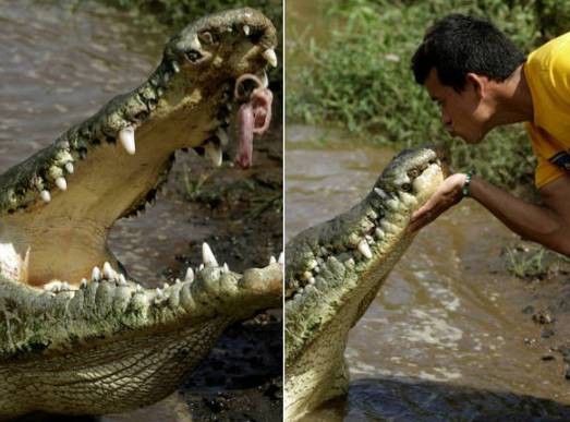  Homem beija crocodilos 