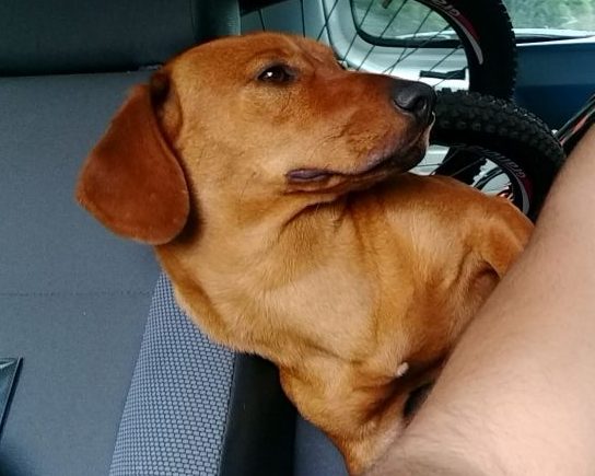 Toiço: cachorro 'salsicha' some na região da rodoviária de Guaratuba